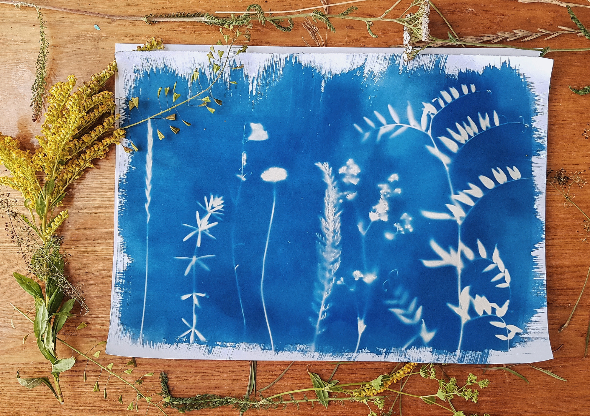Visualizza la notizia: IMPRONTE DI NATURA - laboratorio di antotipia e stampe botaniche
